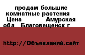 продам большие комнатные растения  › Цена ­ 3 000 - Амурская обл., Благовещенск г.  »    